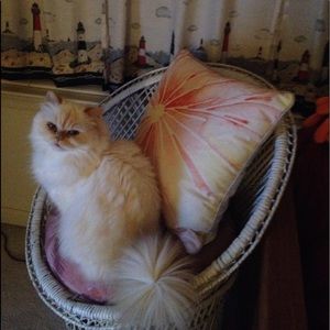 Meet your Posher, Lisa